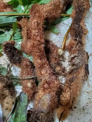 Calaguala Root Polypodium Leucotomos 25g