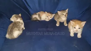 1-3 months Male Purebred American Shorthair
