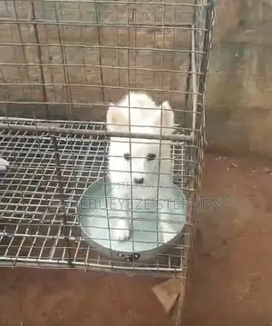 1-3 months Female Purebred American Eskimo