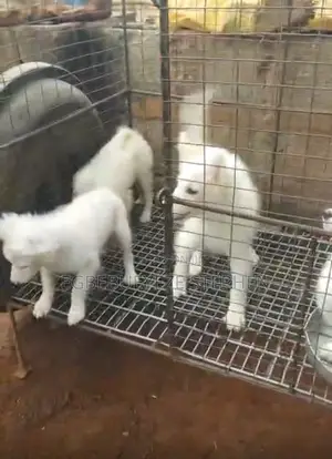 1-3 months Male Purebred American Eskimo