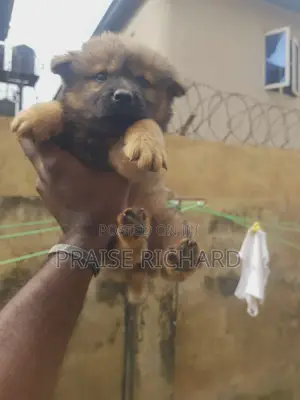1-3 months Female Purebred Chow Chow