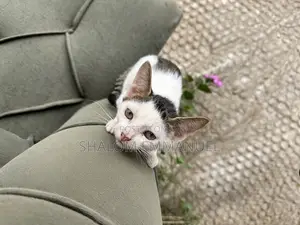 1-3 months Male Mixed Breed Cat