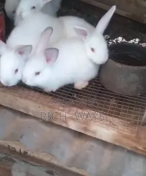 10 Healthy Hyla Rabbit 1+Month Old - Fast Growing Meat Breed Ikorodu