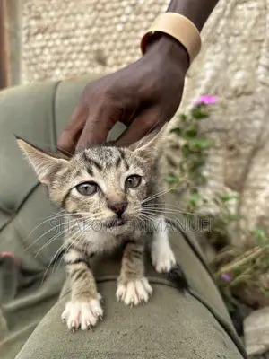 1-3 months Male Purebred Tabby