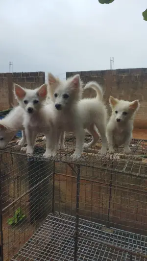 1-3 months Female Purebred American Eskimo
