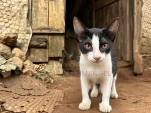 1-3 months Female Mixed Breed Cat