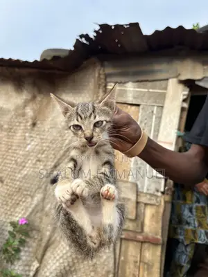 1-3 months Male Mixed Breed Tabby