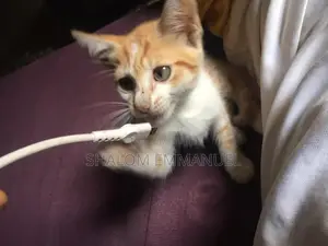 1-3 months Male Purebred Cat