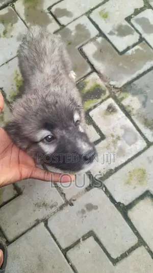 1-3 months Female Purebred Caucasian Shepherd