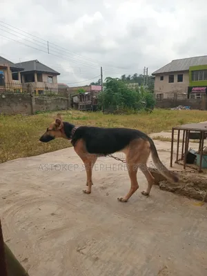 1+ year Female Purebred German Shepherd