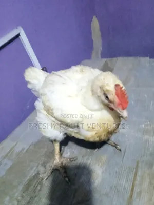 Poultry Birds and Feeds