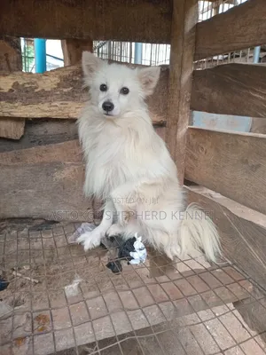 1+ year Male Purebred American Eskimo