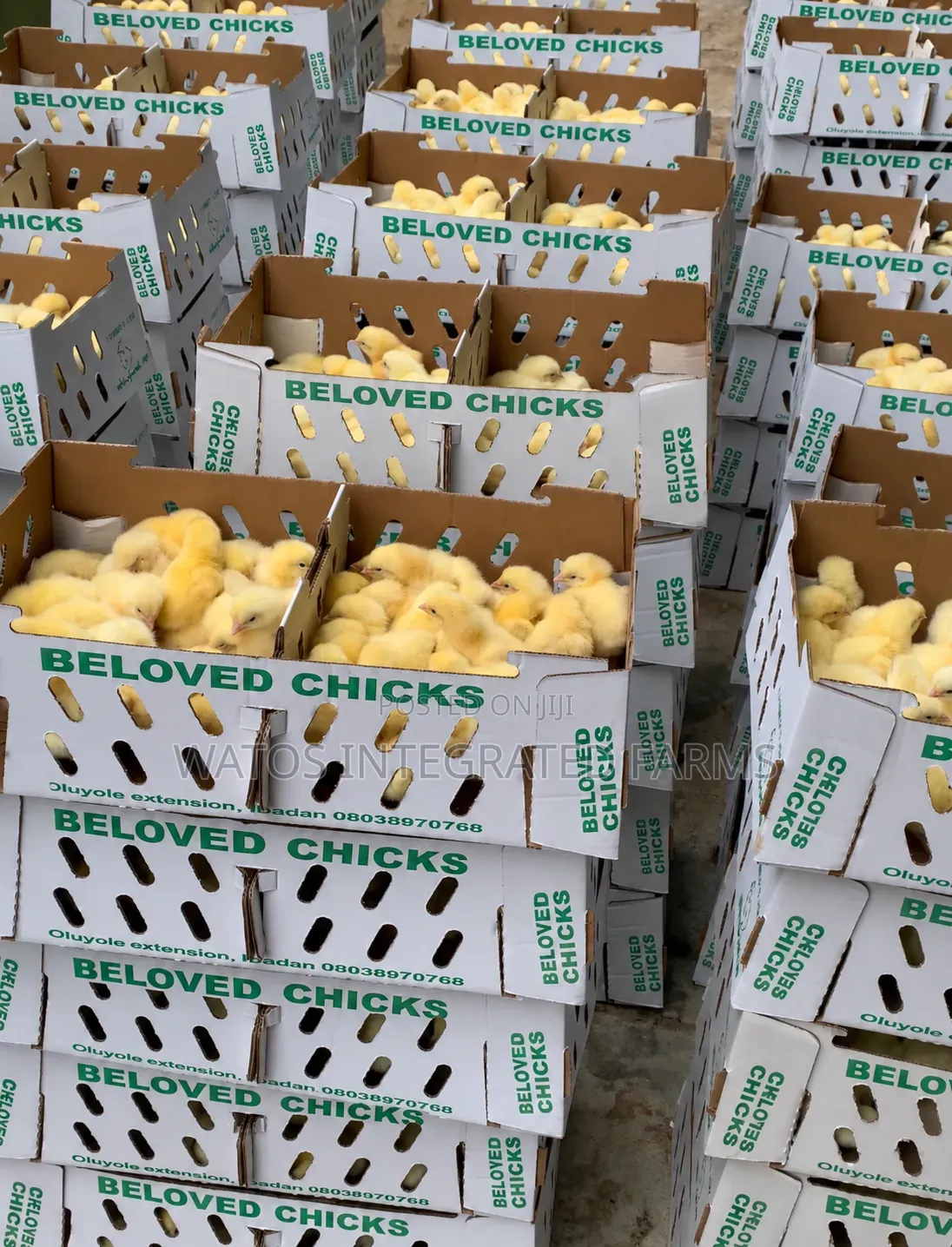 Beloved Chicks