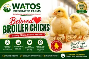 Beloved Chicks