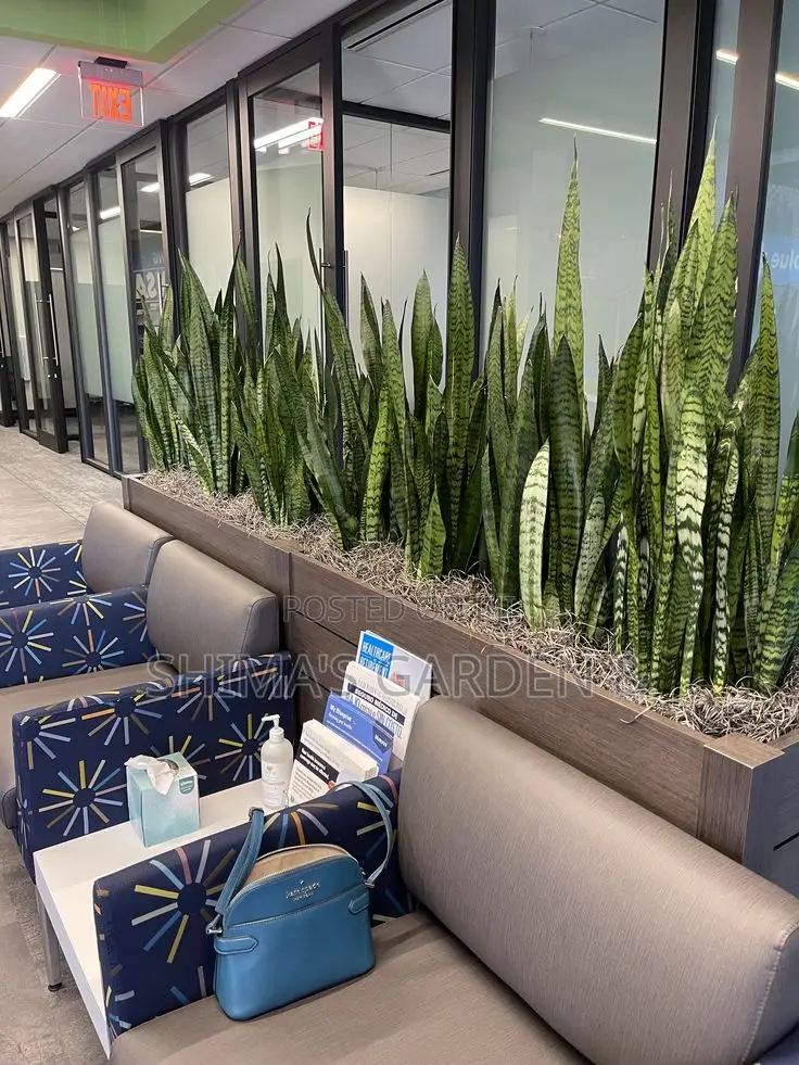 Fresh Plants