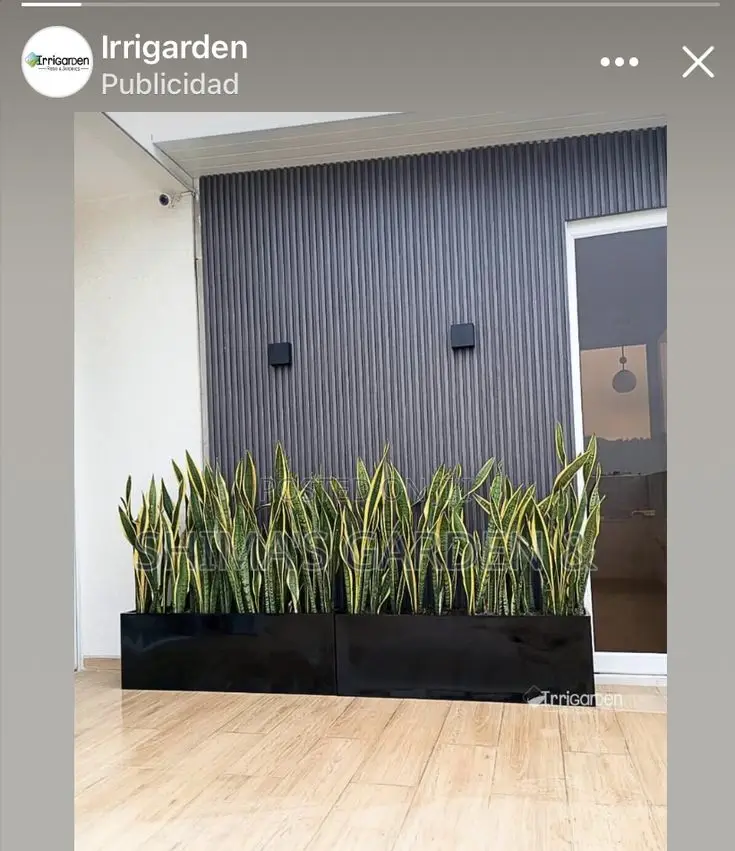 Fresh Plants