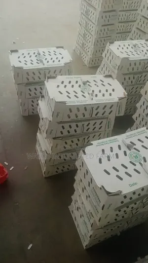 Agrited Day Old Broiler