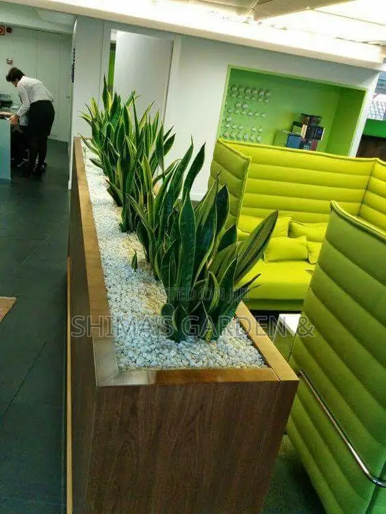 Fresh Plants