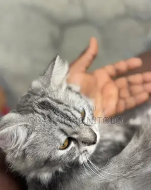 1+ year Male Purebred Persian