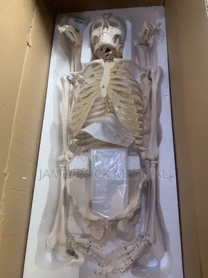 Complete Model for Human Skelenton