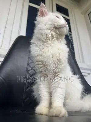 3-6 months Male Purebred Persian