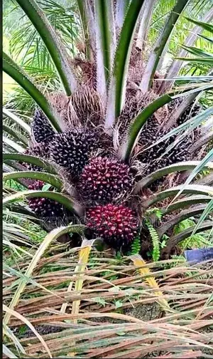 Premium 40-Acre Mature Oil Palm Plantation – Edo State for Sale