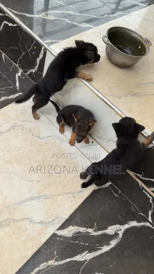 1-3 months Male Purebred German Shepherd