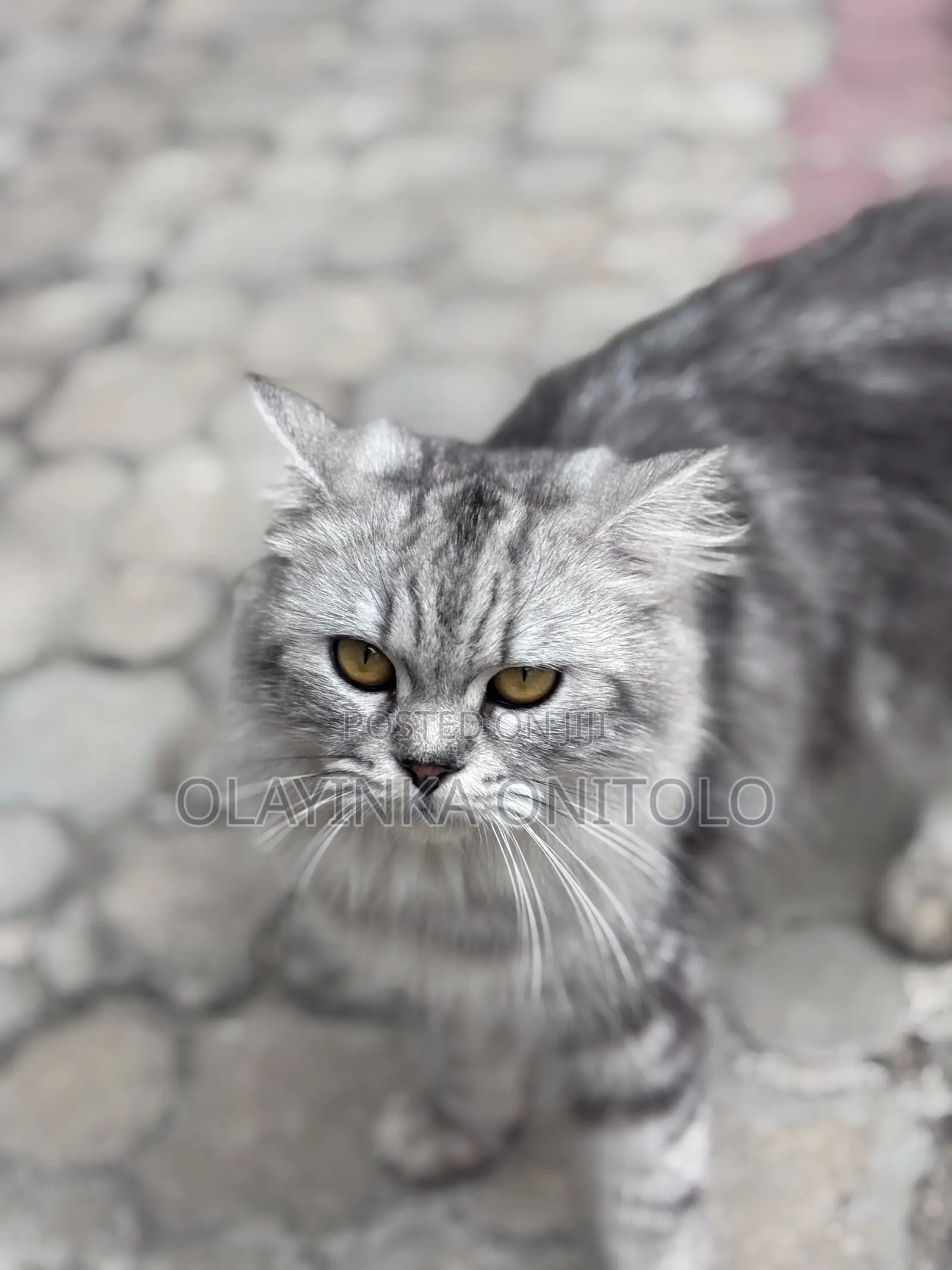 1+ year Male Purebred Persian