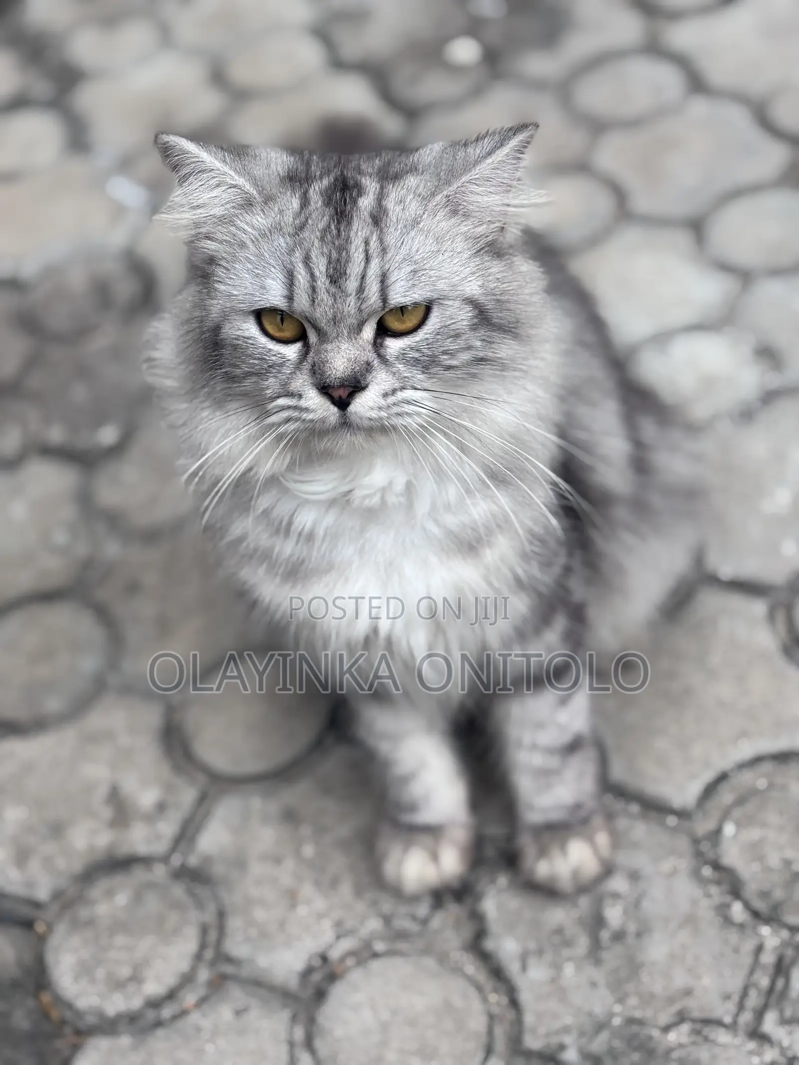 1+ year Male Purebred Persian