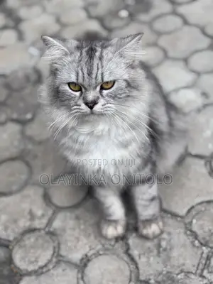 1+ year Male Purebred Persian