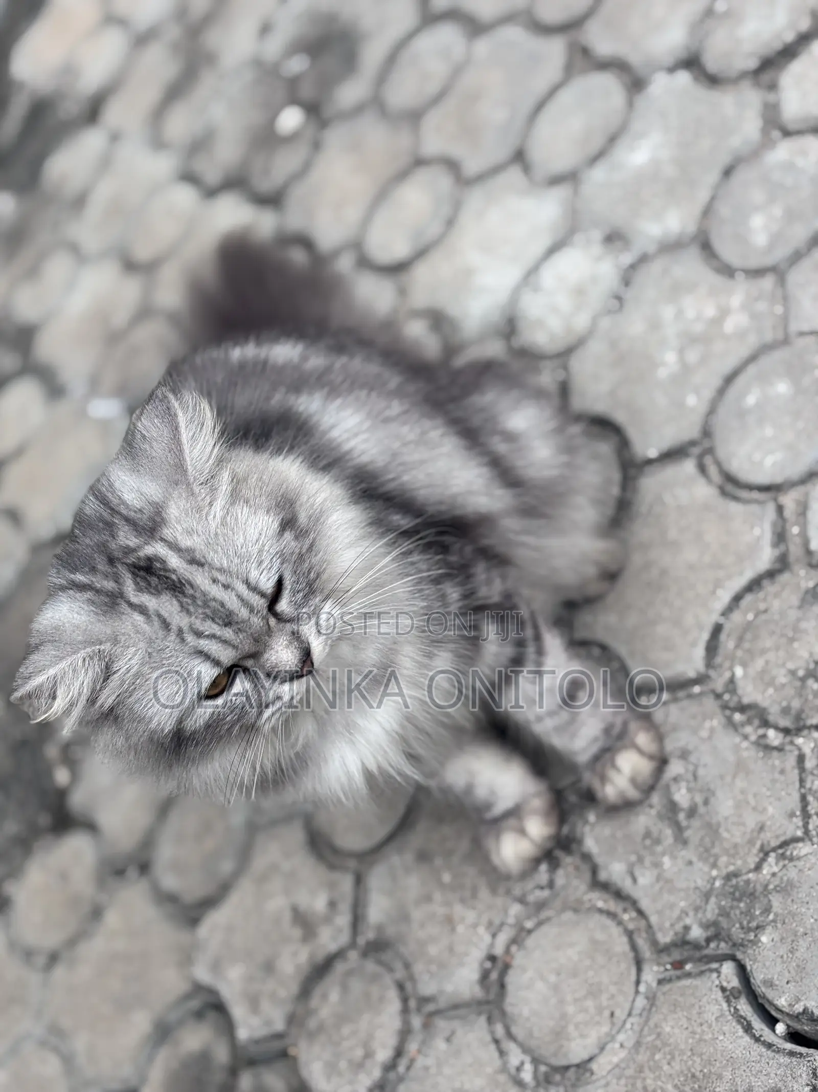 1+ year Male Purebred Persian