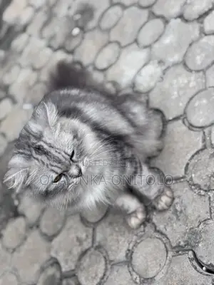 1+ year Male Purebred Persian