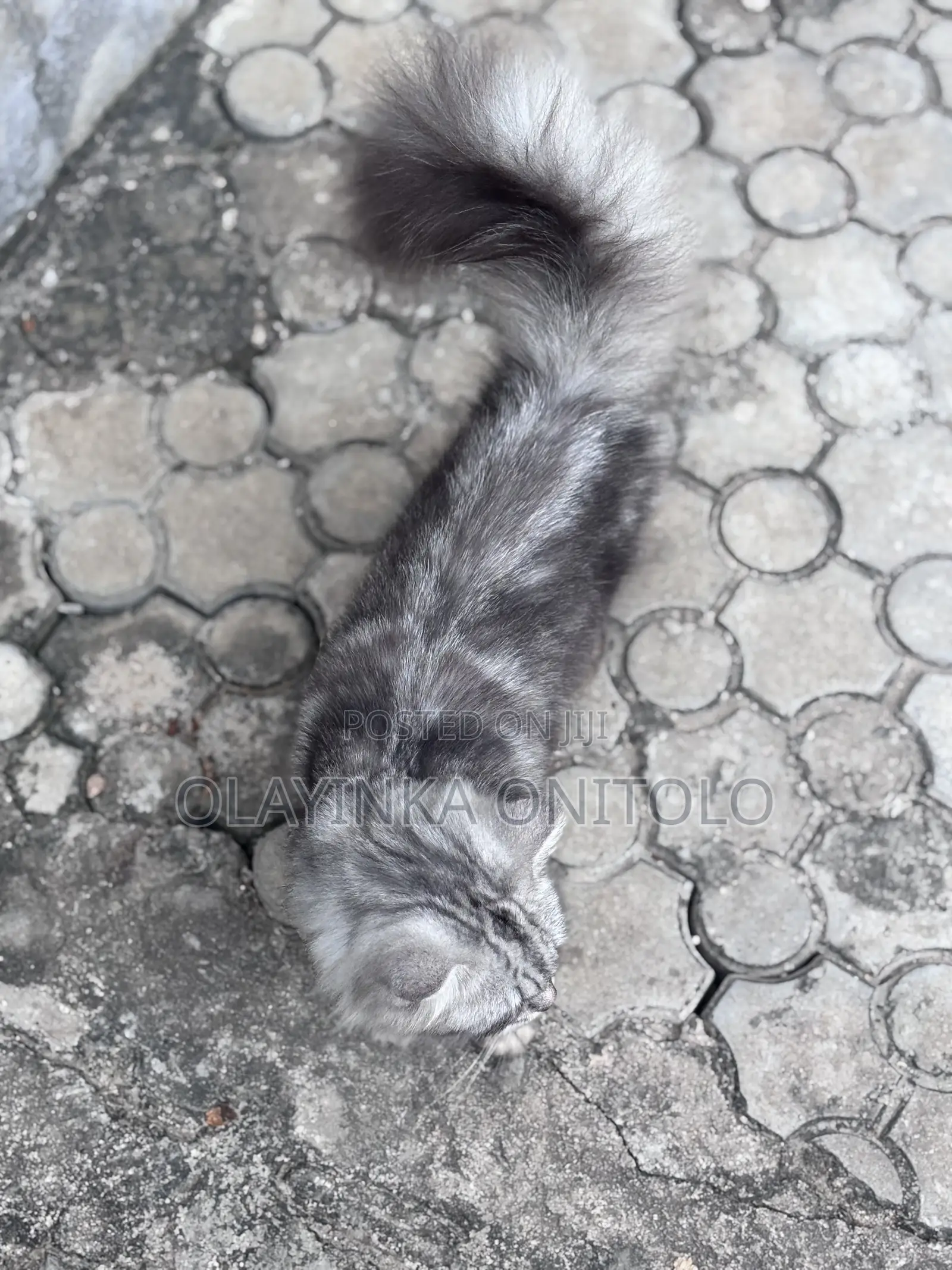 1+ year Male Purebred Persian