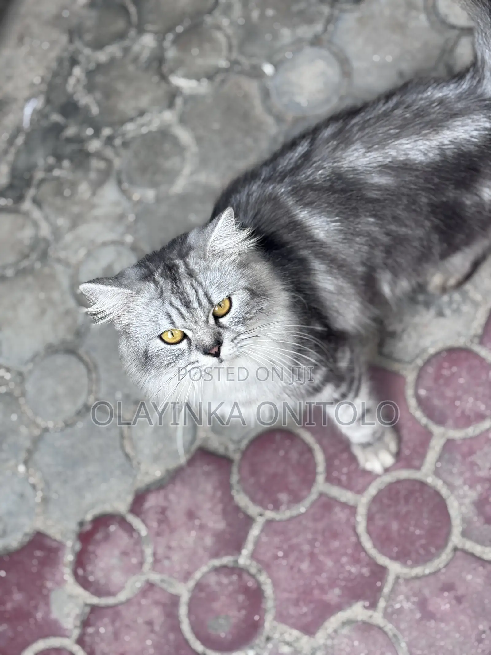 1+ year Male Purebred Persian