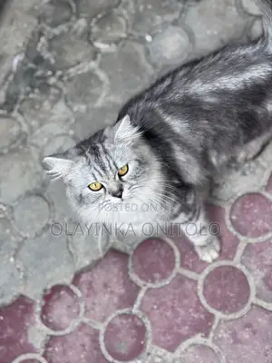 1+ year Male Purebred Persian