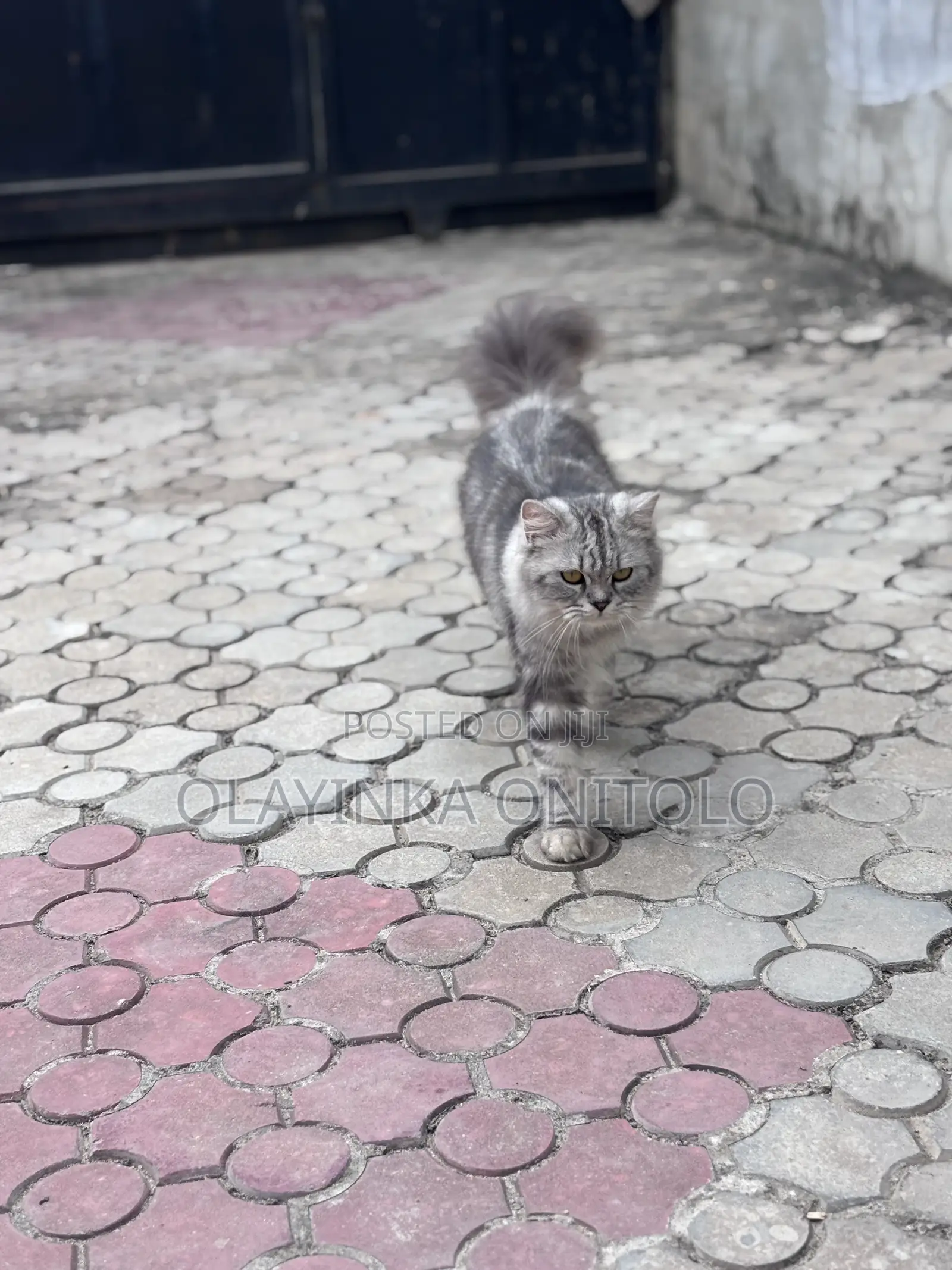 1+ year Male Purebred Persian