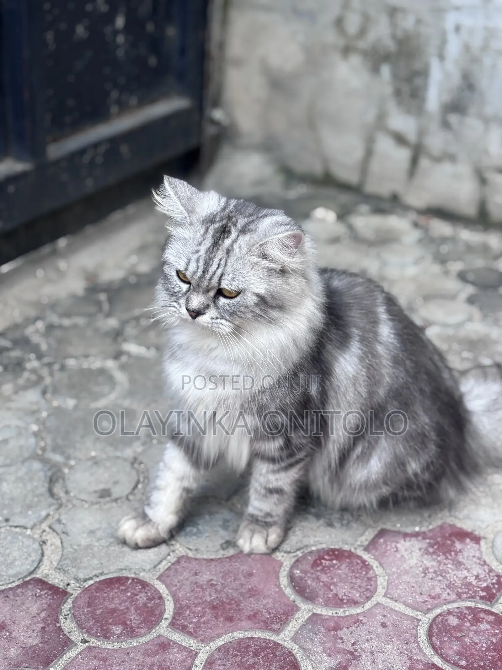 1+ year Male Purebred Persian