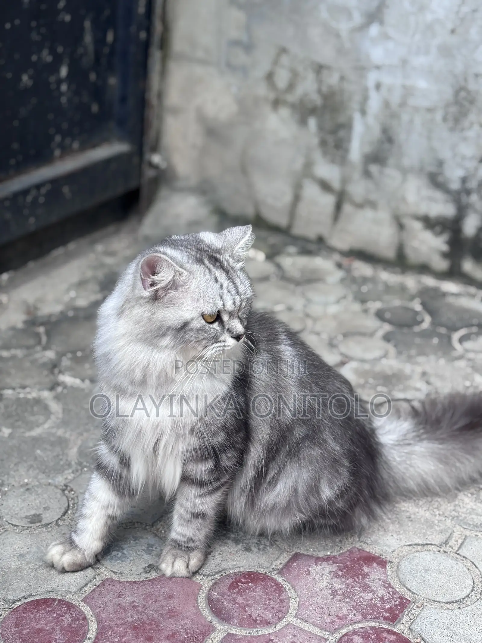 1+ year Male Purebred Persian