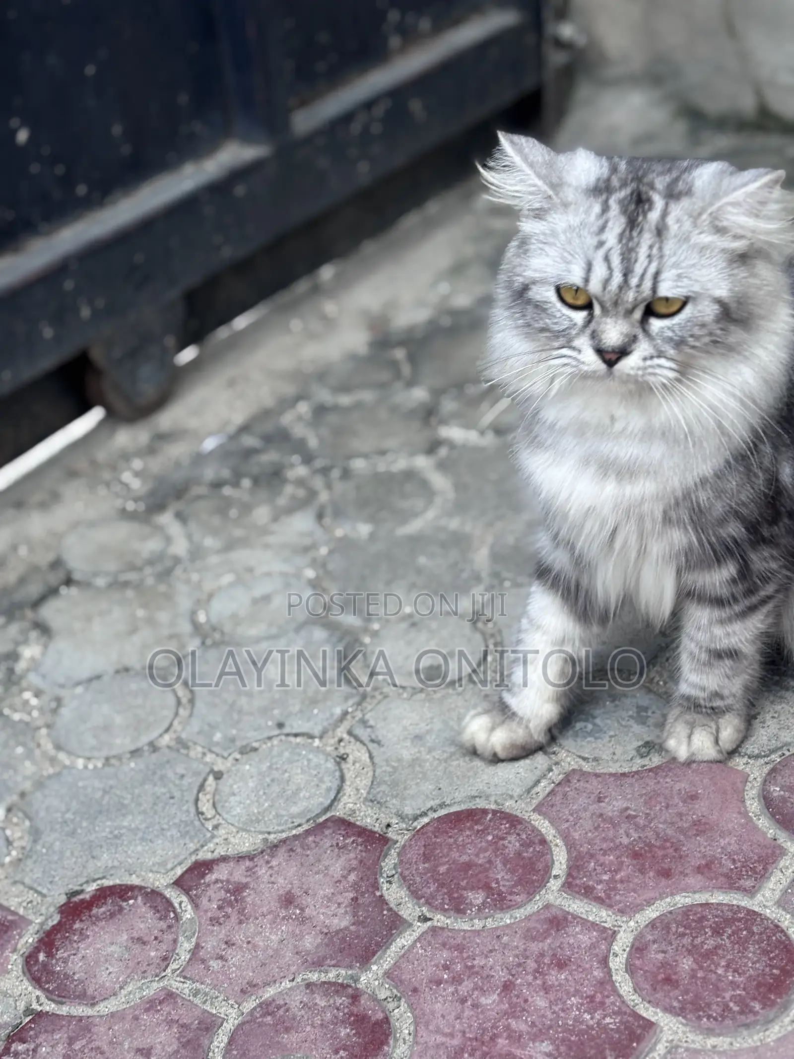 1+ year Male Purebred Persian