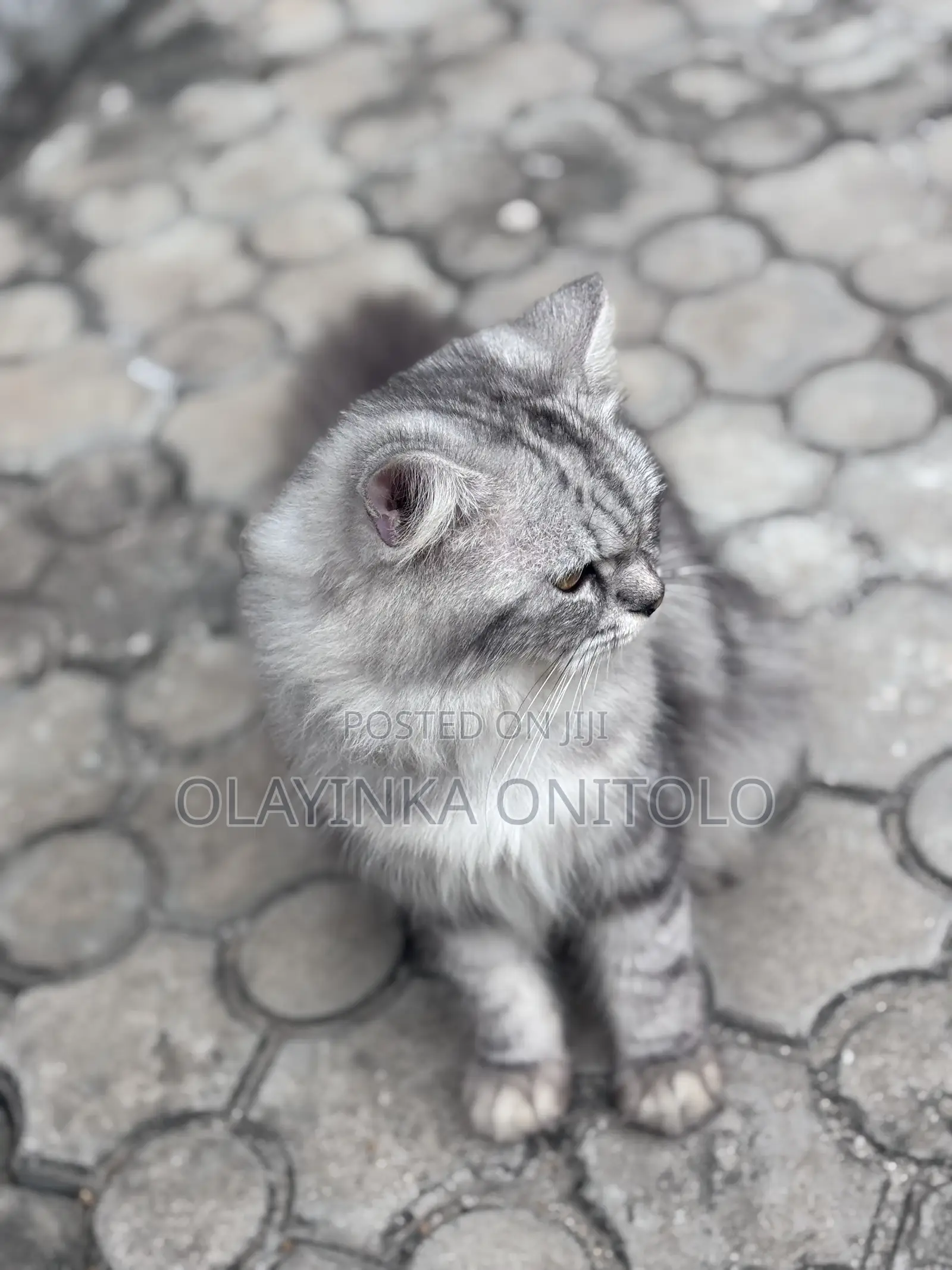 1+ year Male Purebred Persian