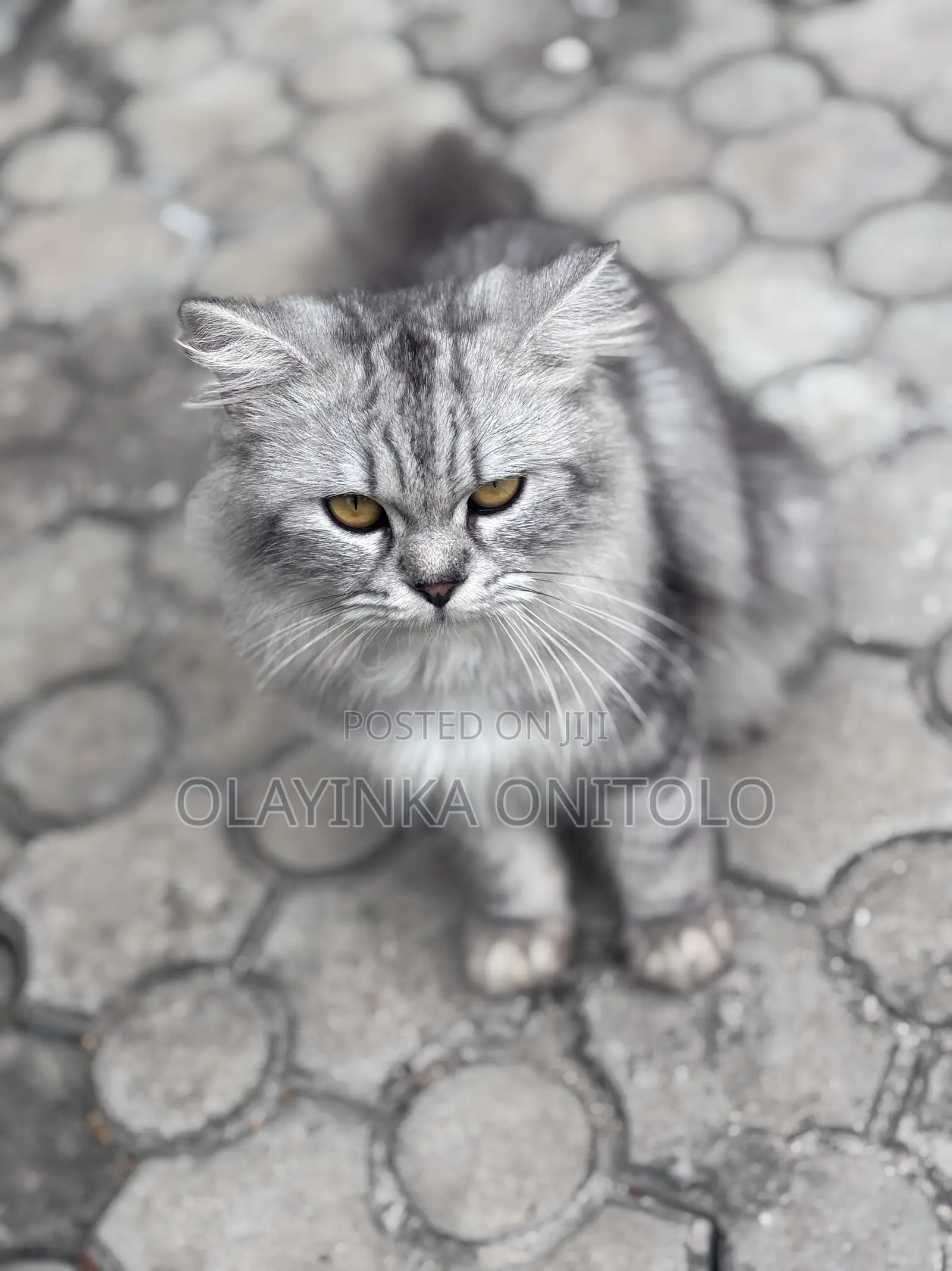 1+ year Male Purebred Persian