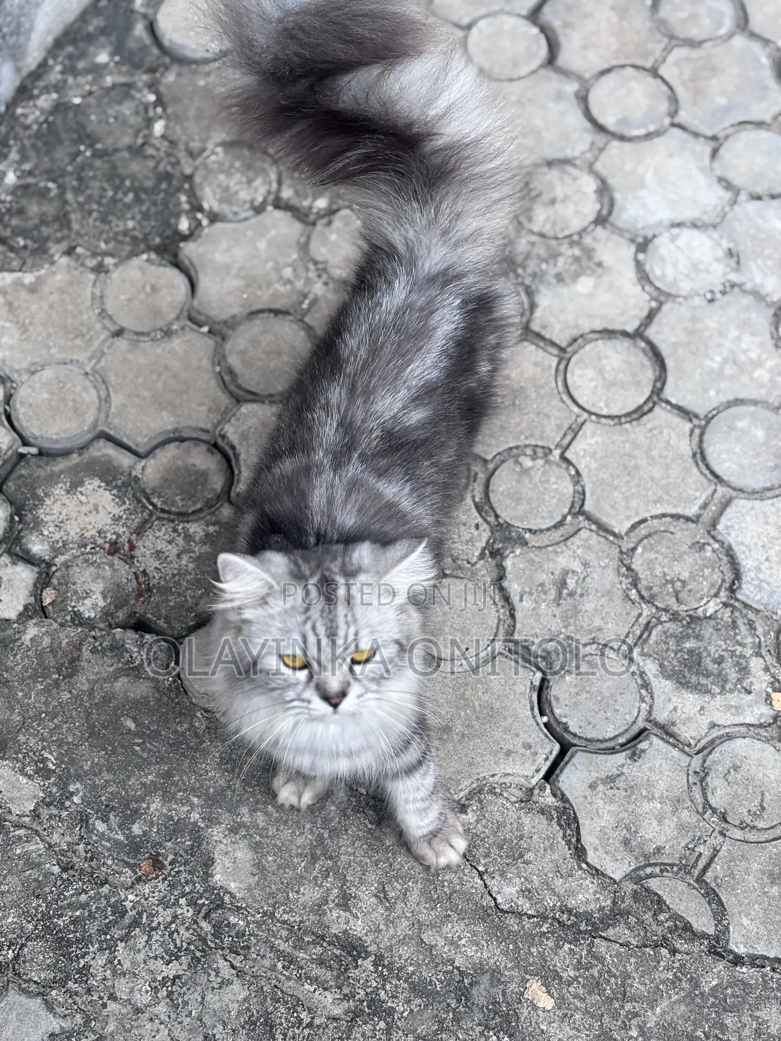 1+ year Male Purebred Persian