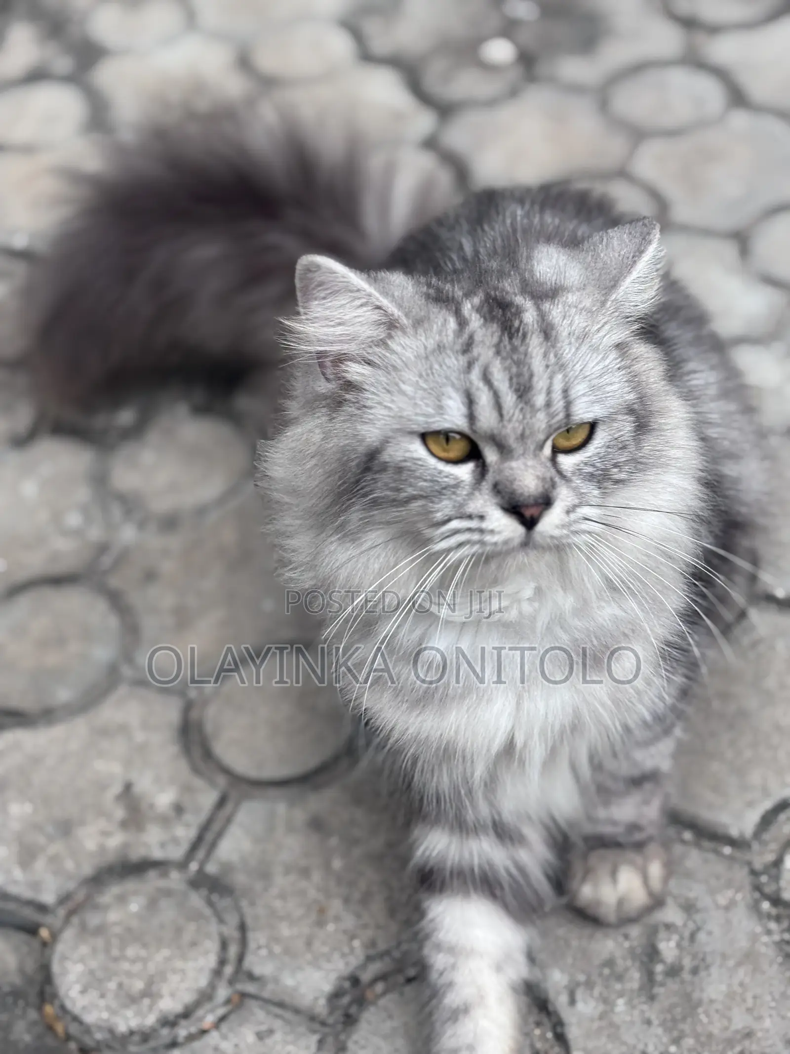 1+ year Male Purebred Persian