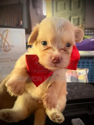 1-3 months Female Mixed Breed Lhasa Apso