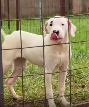 3-6 months Female Purebred Dogo Argentino