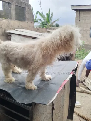 1+ year Female Purebred Lhasa Apso