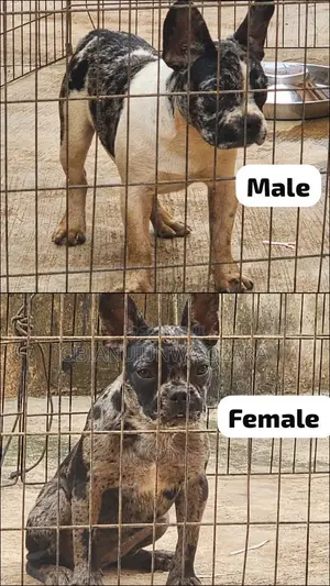 1+ year Female Purebred French Bulldog