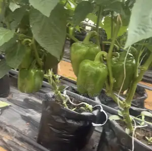 Bell Pepper
