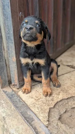 1-3 months Male Purebred Rottweiler