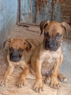 1-3 months Male Purebred Boerboel
